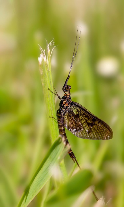 Mayfly Insect Wings - Free photo on Pixabay - Pixabay