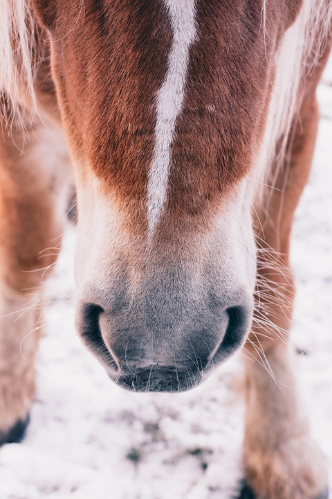 Horse Nostrils Mammal - Free photo on Pixabay - Pixabay
