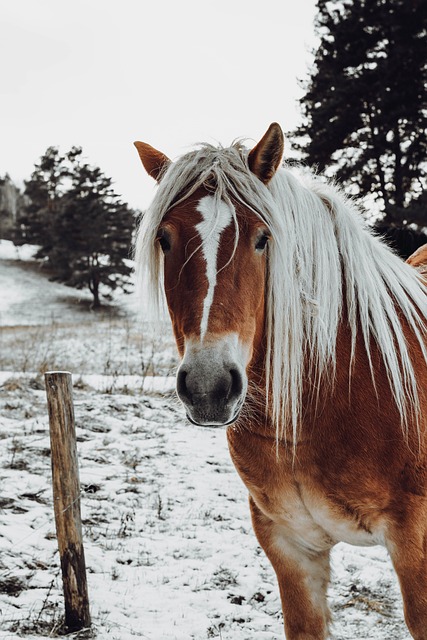 Free Horse Pony photo and picture Free Horse Pony photo and picture