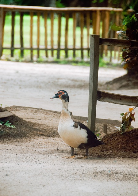 Eend, Vogel, Dier, Veren, Gevederte, Bek