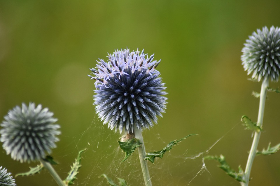观赏蓟 蓟 花 - Pixabay上的免费照片 - Pixabay