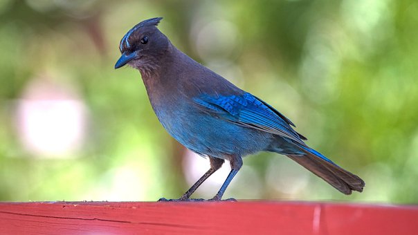 Free Blue Jay Animal photo and picture