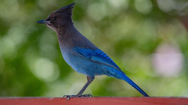 Free Blue Jay Animal photo and picture