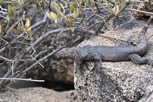 Leguan, Stachelschwanzleguan, Reptil