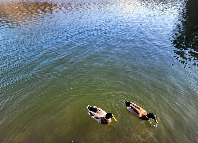 Free Lake Thunder Duck photo and picture