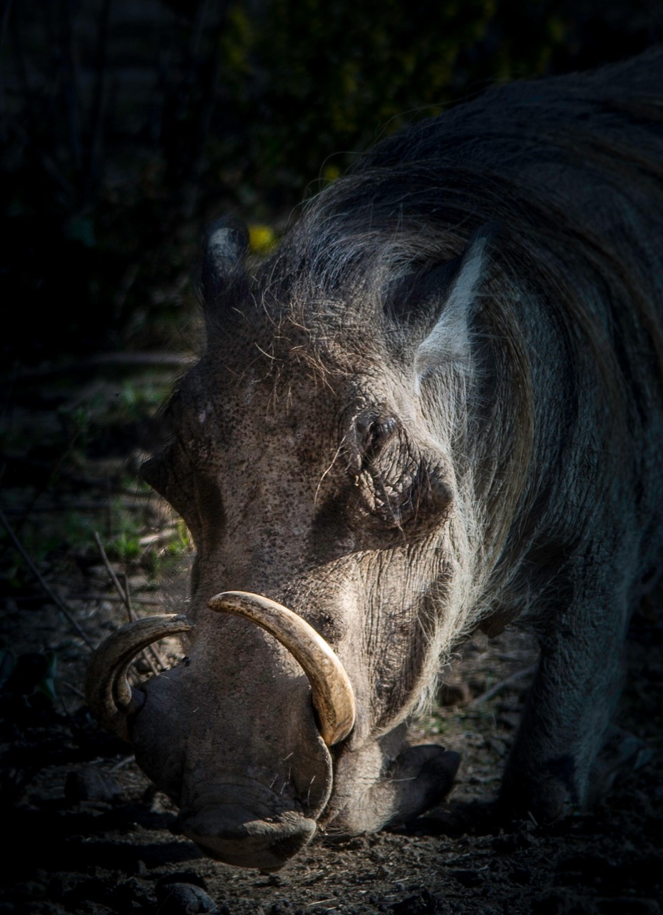 Warzenschwein Eber Schweinefleisch - Kostenloses Foto auf Pixabay - Pixabay