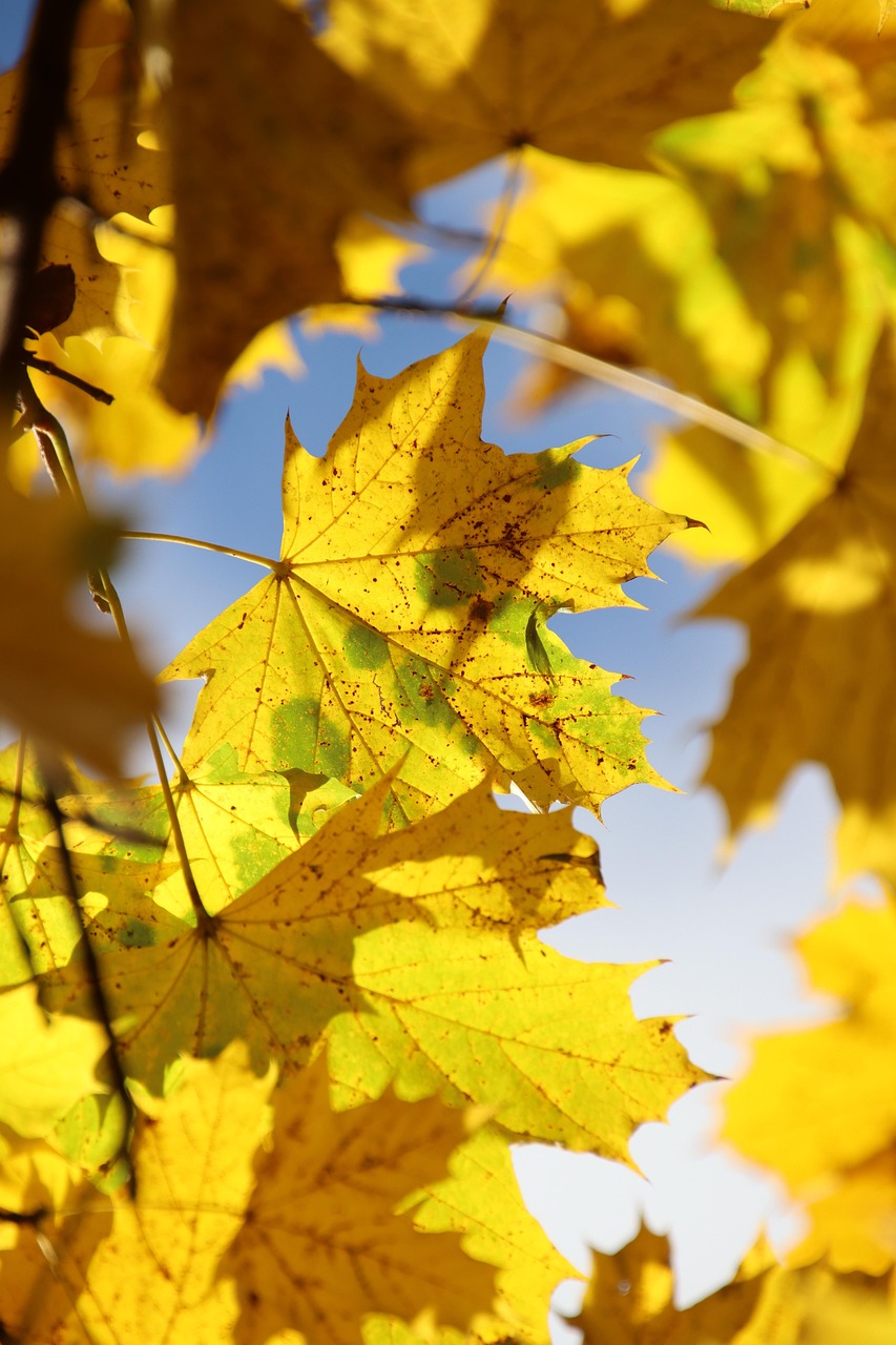 枫 树叶 落下 - Pixabay上的免费照片 - Pixabay