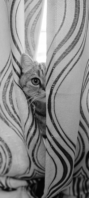 Free Cat Animal photo and picture