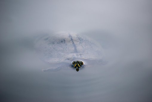 Free Turtle Tortoise photo and picture