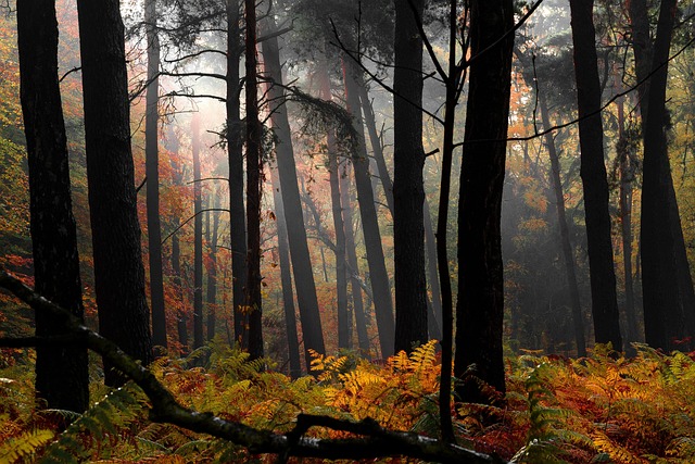 Wald, Natur, Landschaft, Bäume, Nebel