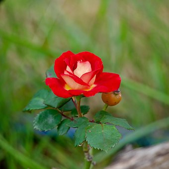 Free Flower Rose photo and picture