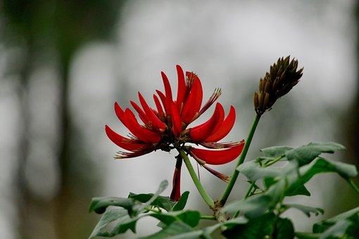 Free Flower Red photo and picture
