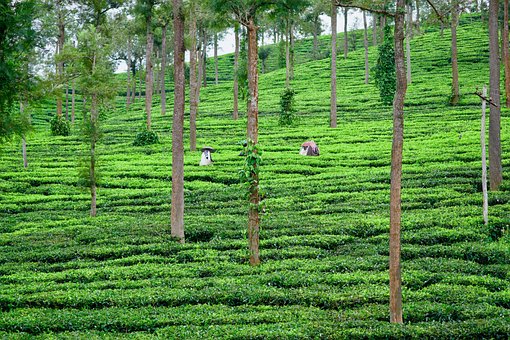 Free Tea Estate photo and picture