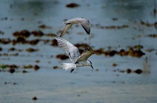 Free Seagull Bird photo and picture