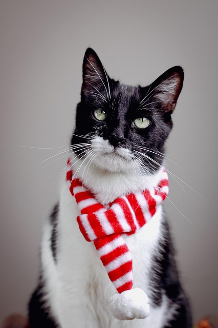 Free Cat Animal photo and picture