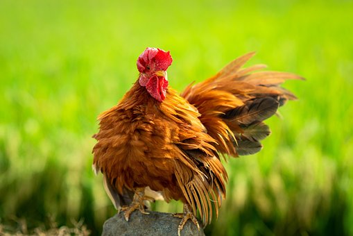 Free Chicken Bird photo and picture