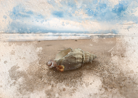 Free Beach Shells illustration and picture
