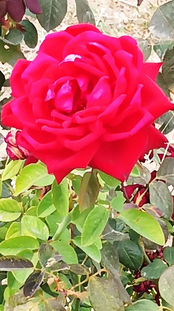 Free Rose Flower photo and picture