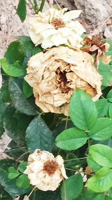 Free Dry Roses Beautiful Flowers photo and picture