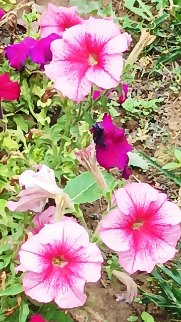 Free Petunias Flower photo and picture