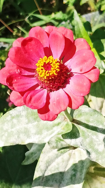 Free Flowers Nature photo and picture