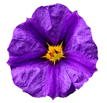 Free Purple Flower illustration and picture