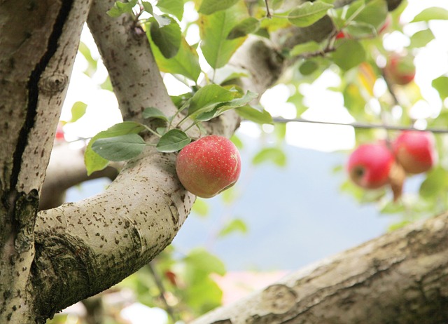 Free Apple Taiwan photo and picture
