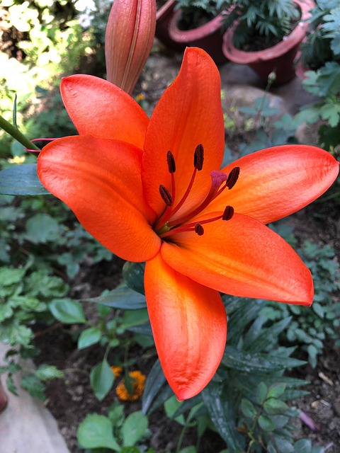 Fleur Color Coloré Nature Fleurs - Photo gratuite sur Pixabay - Pixabay