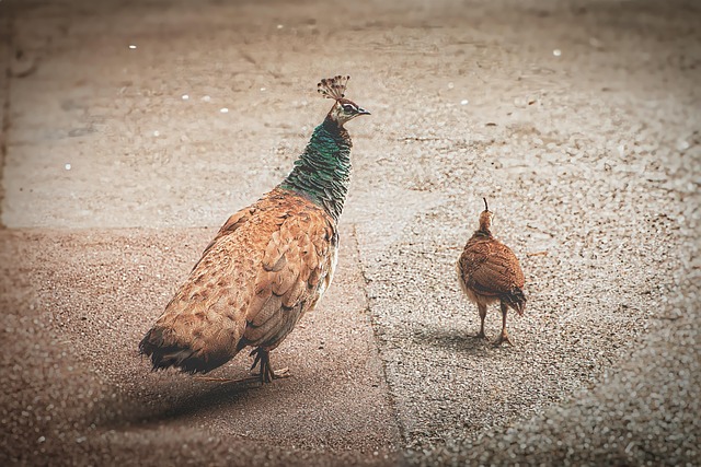 Free Bird Nature photo and picture