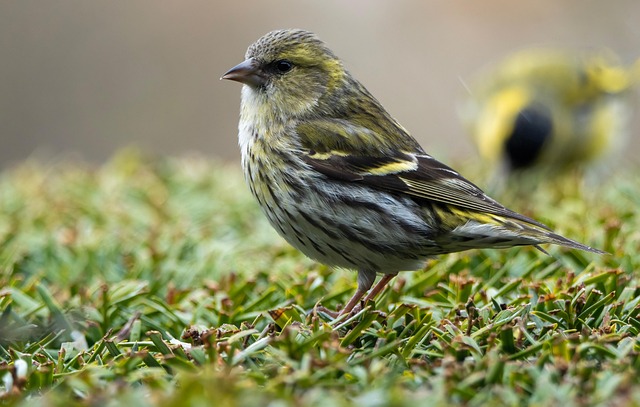 Free Bird Animals photo and picture