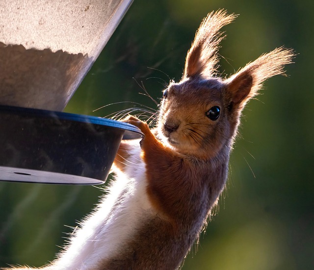 Free Squirrel Rodent photo and picture