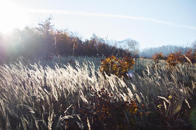 Himmel, Natur, Eng, Land, Efterår, Skov