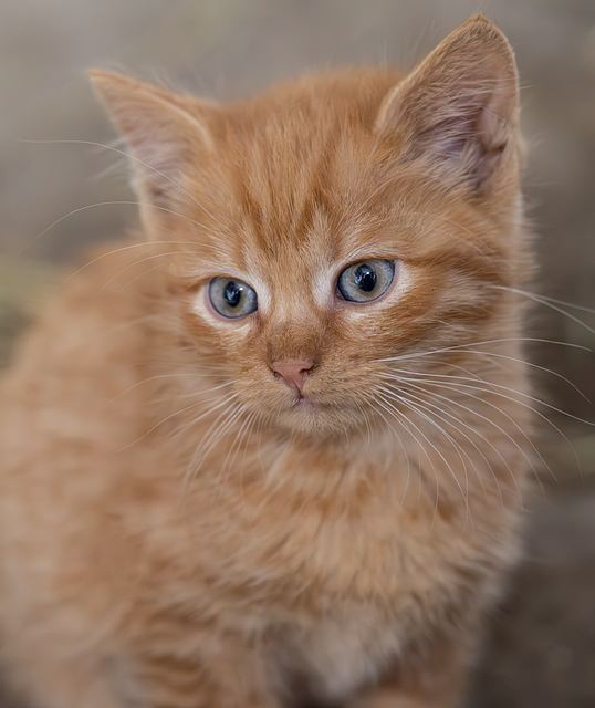 Tier, Säugetier, Kätzchen, Natur, Katzen