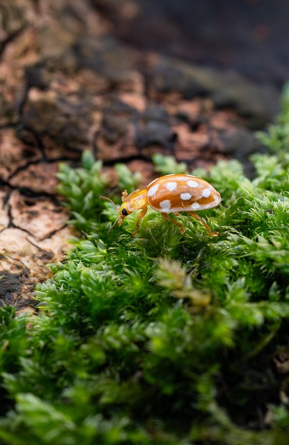 Free Insect Beetle photo and picture