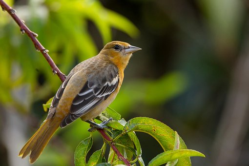 Free Oriole Bird photo and picture