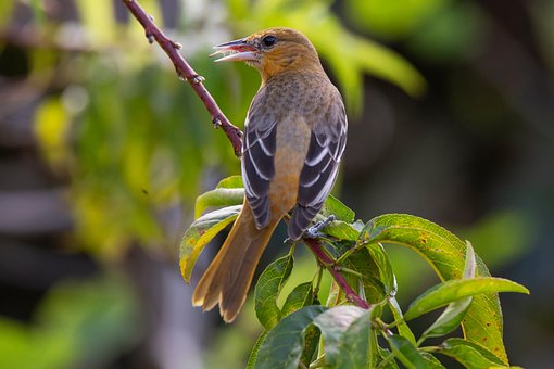 Free Oriole Bird photo and picture
