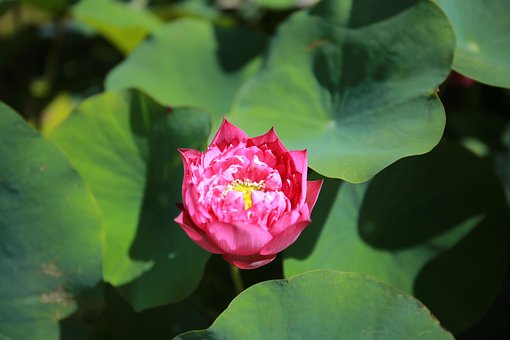 Free Lotus Flower photo and picture