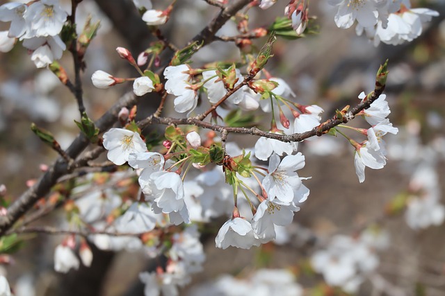 Plant, Blomst, Hvid Blomst, Kirsebærtræ