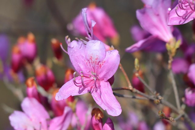 Plant, Blomst, Pink Blomster, Azalea