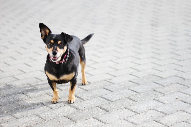 Hond, Dier, Zoogdier, Hoektand, Huisdier
