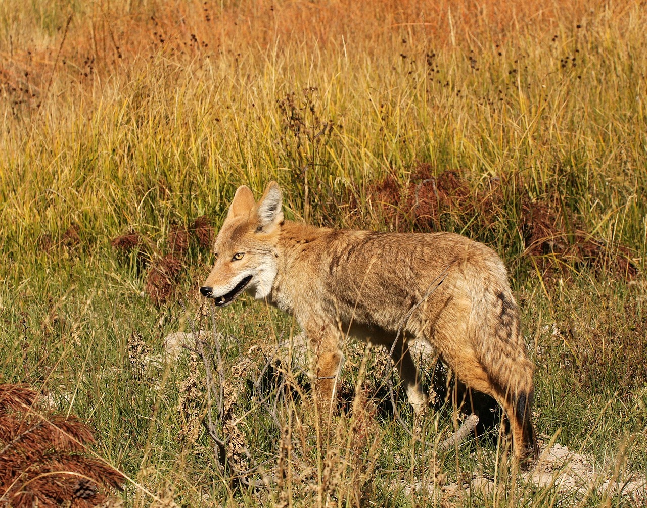 Cayodi Coyote Wild Animal Wildlife - Free photo on Pixabay - Pixabay