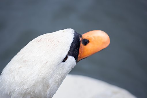 Vogel, Zwaan, Water, Ornithologie