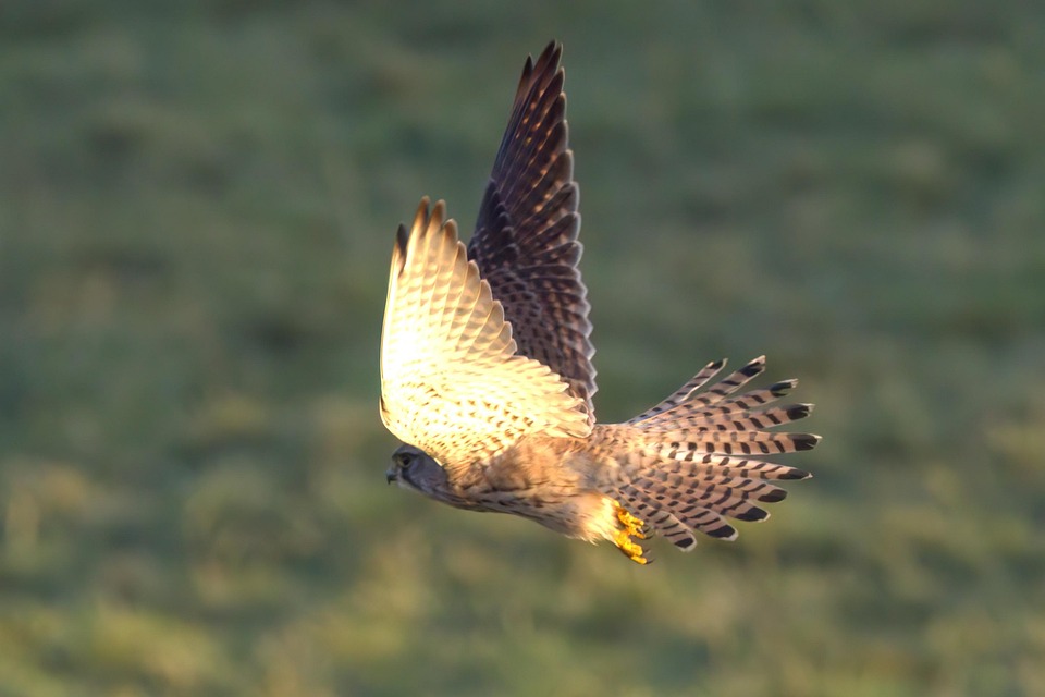 Bird Kestrel Raptor Of - Free photo on Pixabay - Pixabay
