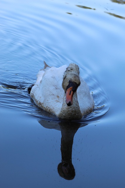 Swan, Vogel, Meer, Natuur, Reflectie