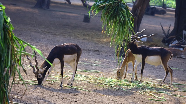 สัตว์ต่างๆ, ภูมิประเทศ, ป่า, ธรรมชาติ