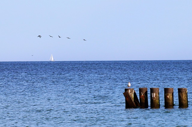 Zee, Landschap, Vakantie, Vogels