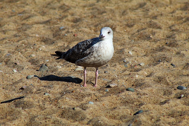 Seagull, Vogel, Strand, Zee, Natuur