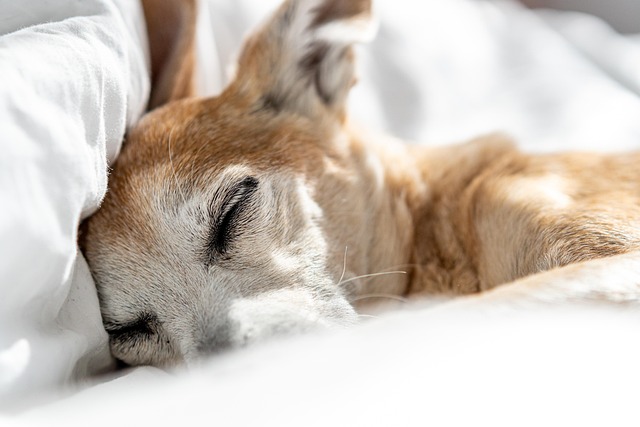 Free Dog Puppy photo and picture