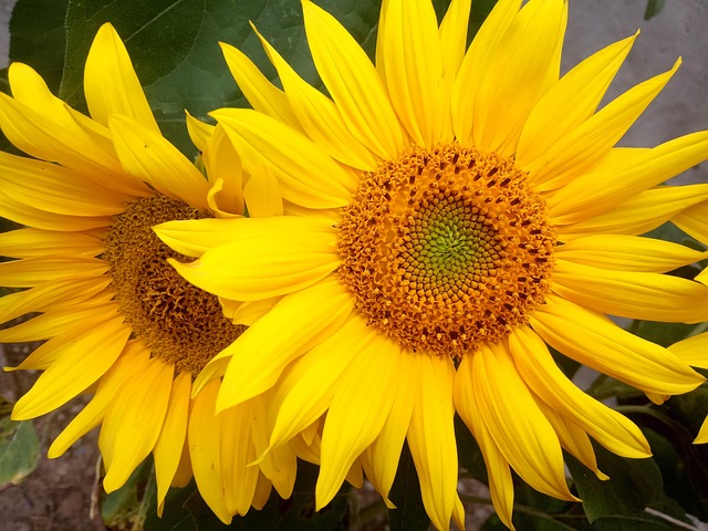 Free Dormouse Sunflowers photo and picture