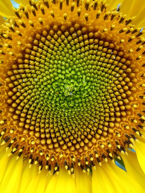 Free Sleepyhead Sunflower photo and picture